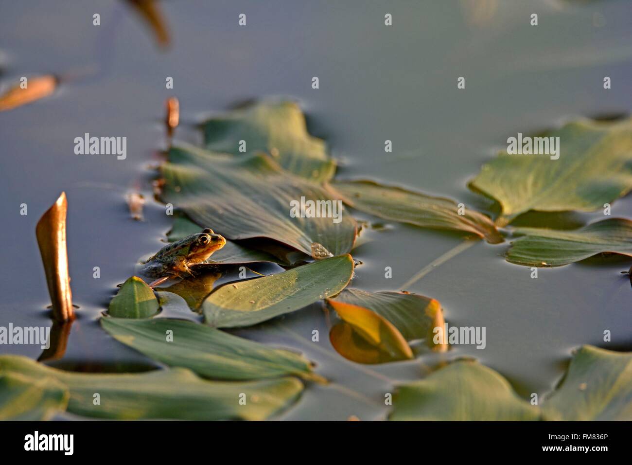 France, Doubs, Brognard, natural area of Allan, little green frog hanging on the pondweed leaved Knotweed (Potamogeton polygonifolius) Stock Photo