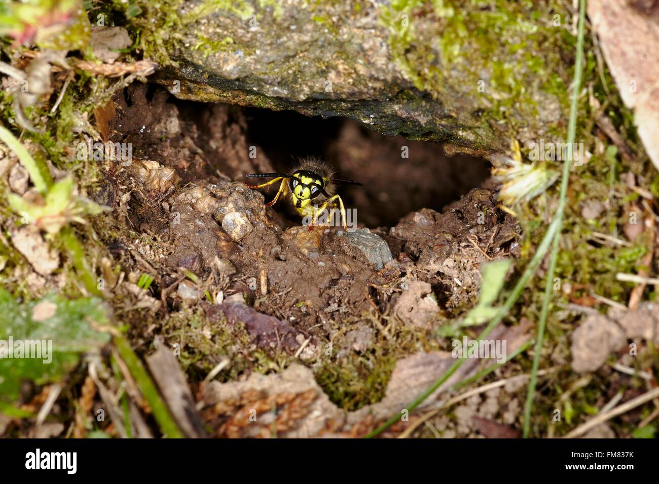France, Morbihan, Hymenoptera, Vespidae, Underground Net Entrance of Common Wasp or European wasp (Vespula vulgaris) Stock Photo