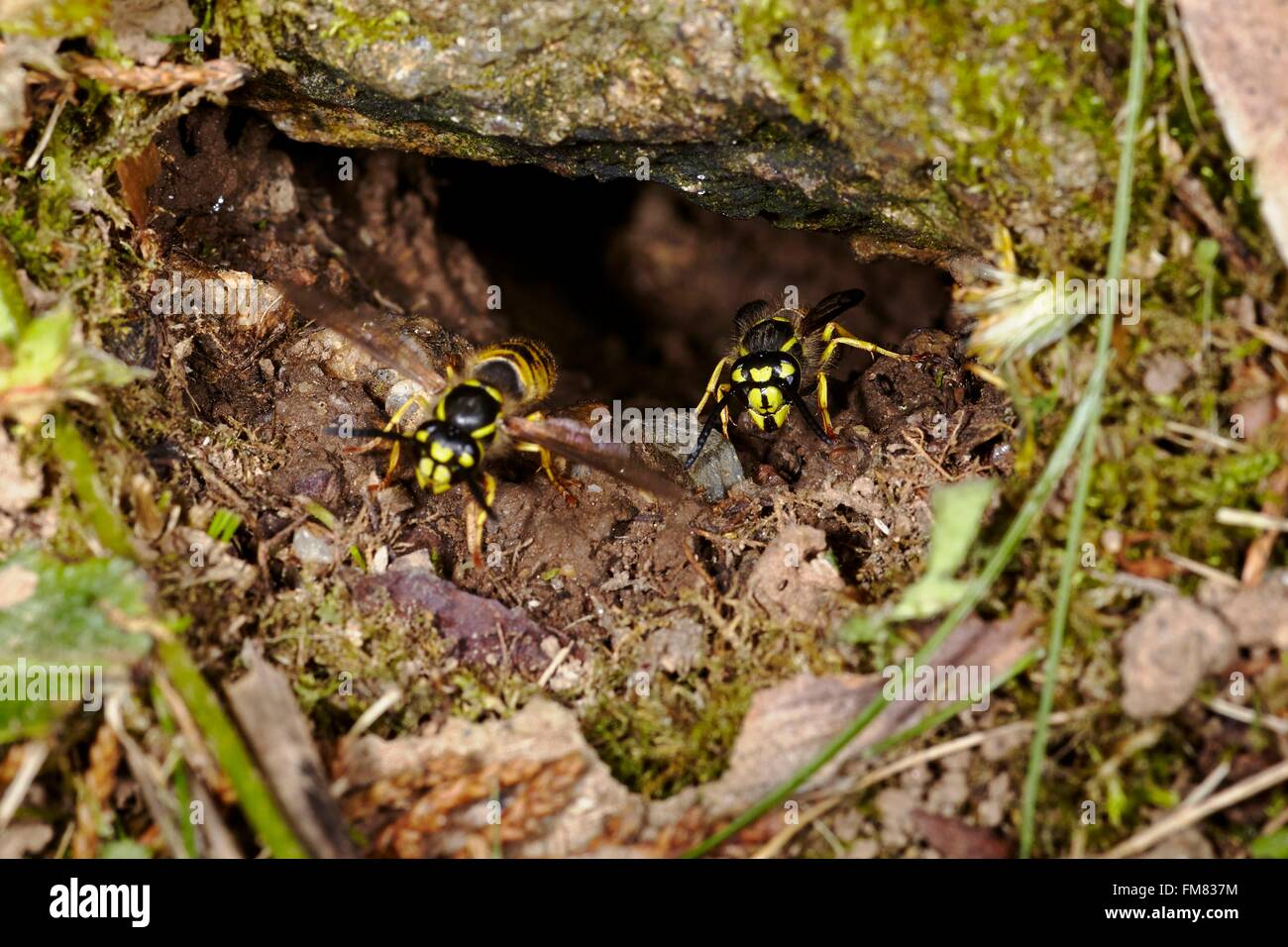 France, Morbihan, Hymenoptera, Vespidae, Underground Net Entrance of Common Wasp or European wasp (Vespula vulgaris) Stock Photo