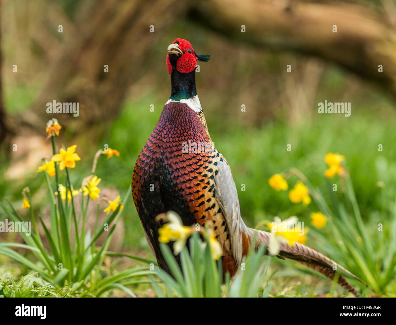 Beautiful Male Ring-necked Pheasant (Phasianus colchicus). Depicted 'Crowing' against a woodland backdrop. Stock Photo