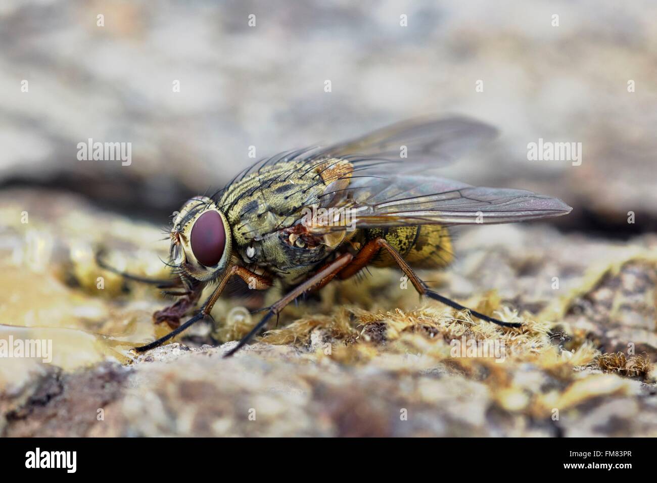 France, Morbihan, Diptera, Muscidae, Muscid Fly (Mydaea corni) Stock Photo