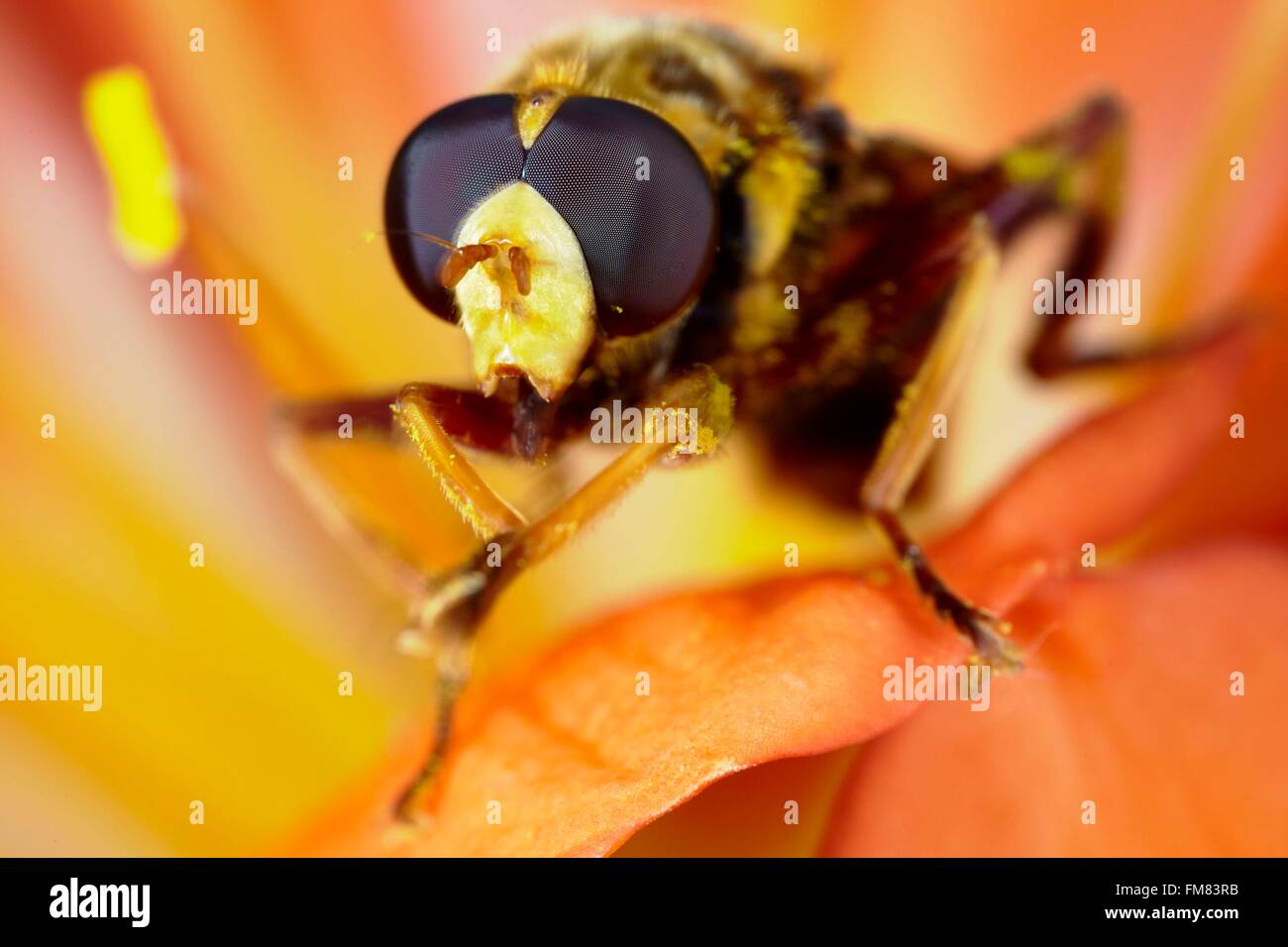 France, Morbihan, Diptera, Syrphidae, Eristalinae, Flower Fliy or Howerfly (Milesia crabroniformis), portrait Stock Photo
