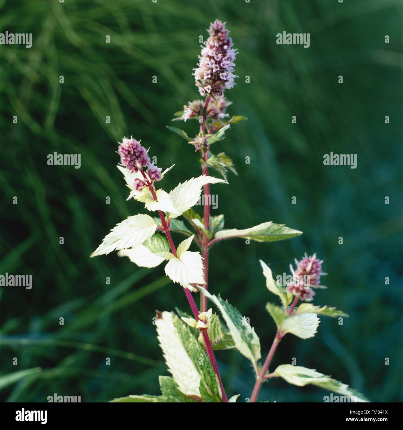 Evie Tunbridge Does Mint Grow Purple Flowers / How To Grow Agastache