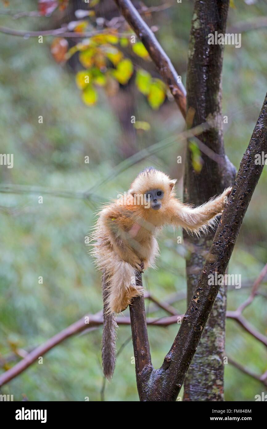 China, Shaanxi province, Qinling Mountains, Golden Snub-nosed Monkey (Rhinopithecus roxellana), young sitting on a tree Stock Photo
