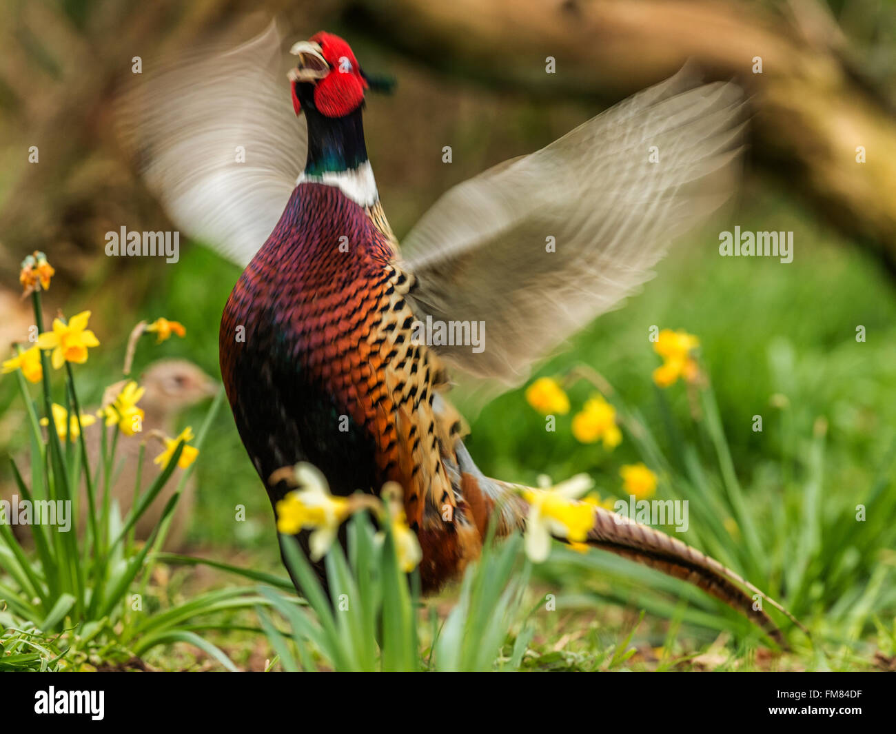 Beautiful Male Ring-necked Pheasant (Phasianus colchicus). Depicted 'Crowing' against a woodland backdrop. Wing Motion Blur. Stock Photo
