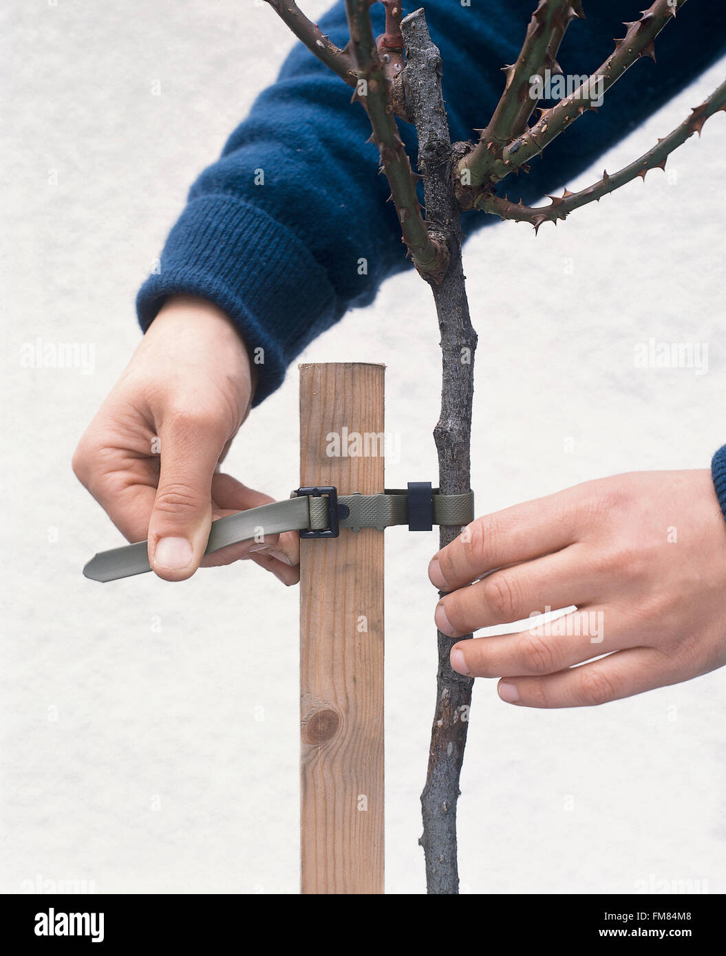 Planting roses stake hires stock photography and images Alamy