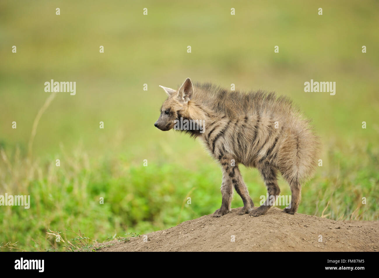 Striped hyena (Hyaena hyaena) pup, young one, in the green plains of