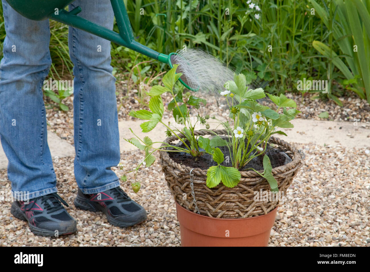 Planting a summer rattan hanging basket of strawberry plants - watering basket with watering can Stock Photo
