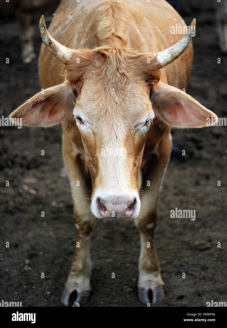 Cows staring. ox. Animals. Stock Photo