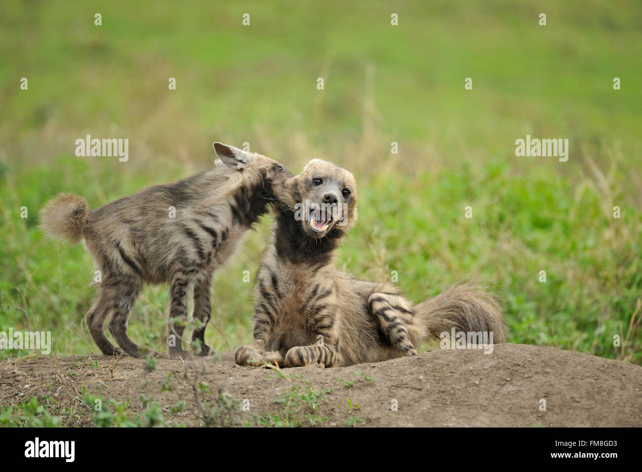 Striped hyena (Hyaena hyaena) mother playing with her pup or baby in  Ngorongoro conservation area of Tanzania Stock Photo - Alamy