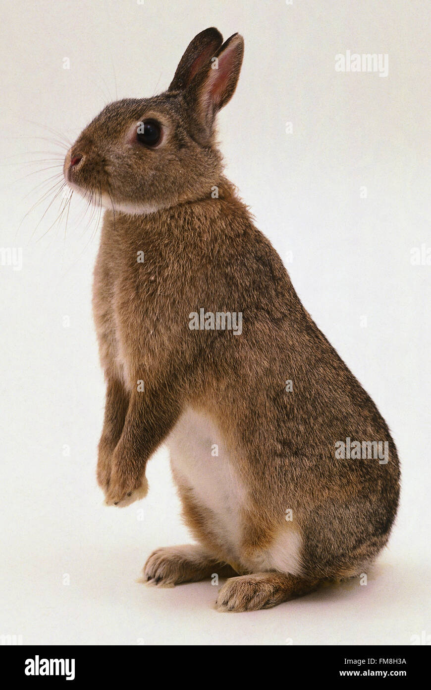 rabbit-perched-on-its-hind-legs-stock-photo-98533998-alamy