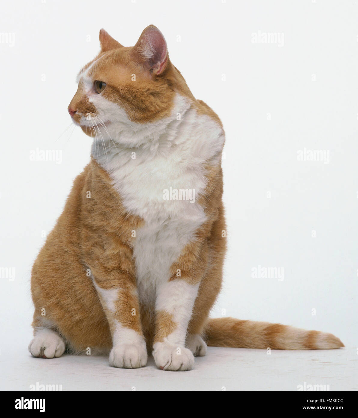 Marmalade and white cat sitting up - front view Stock Photo