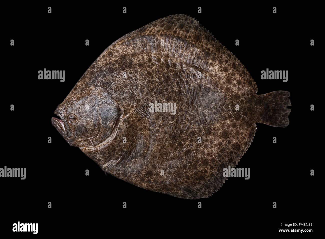 Whole fresh raw flatfish caught in the Alboran Sea in Spain, isolated on black background. Stock Photo