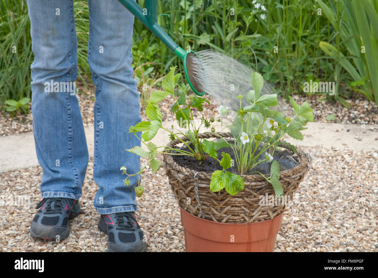 Planting a summer rattan hanging basket of strawberry plants watering