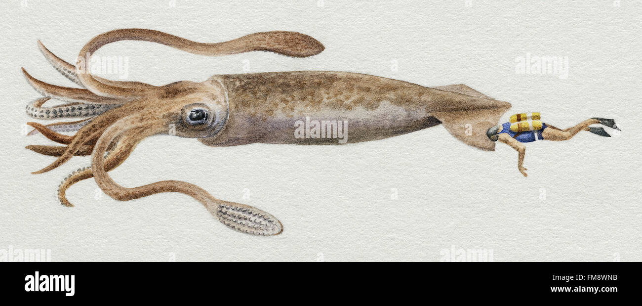 Giant Squid Anatomy