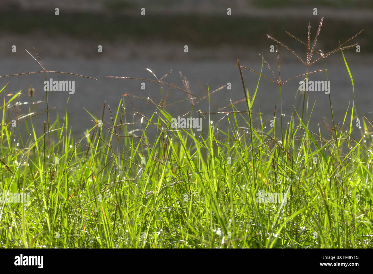 Blooming grass with dew. Stock Photo