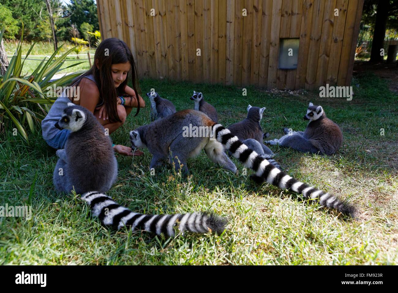 France, Gironde, Bassin d'Arcachon, La Maki catta Stock Photo - Alamy