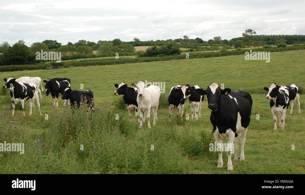 Herd of black and white cows in green field Stock Photo - Alamy