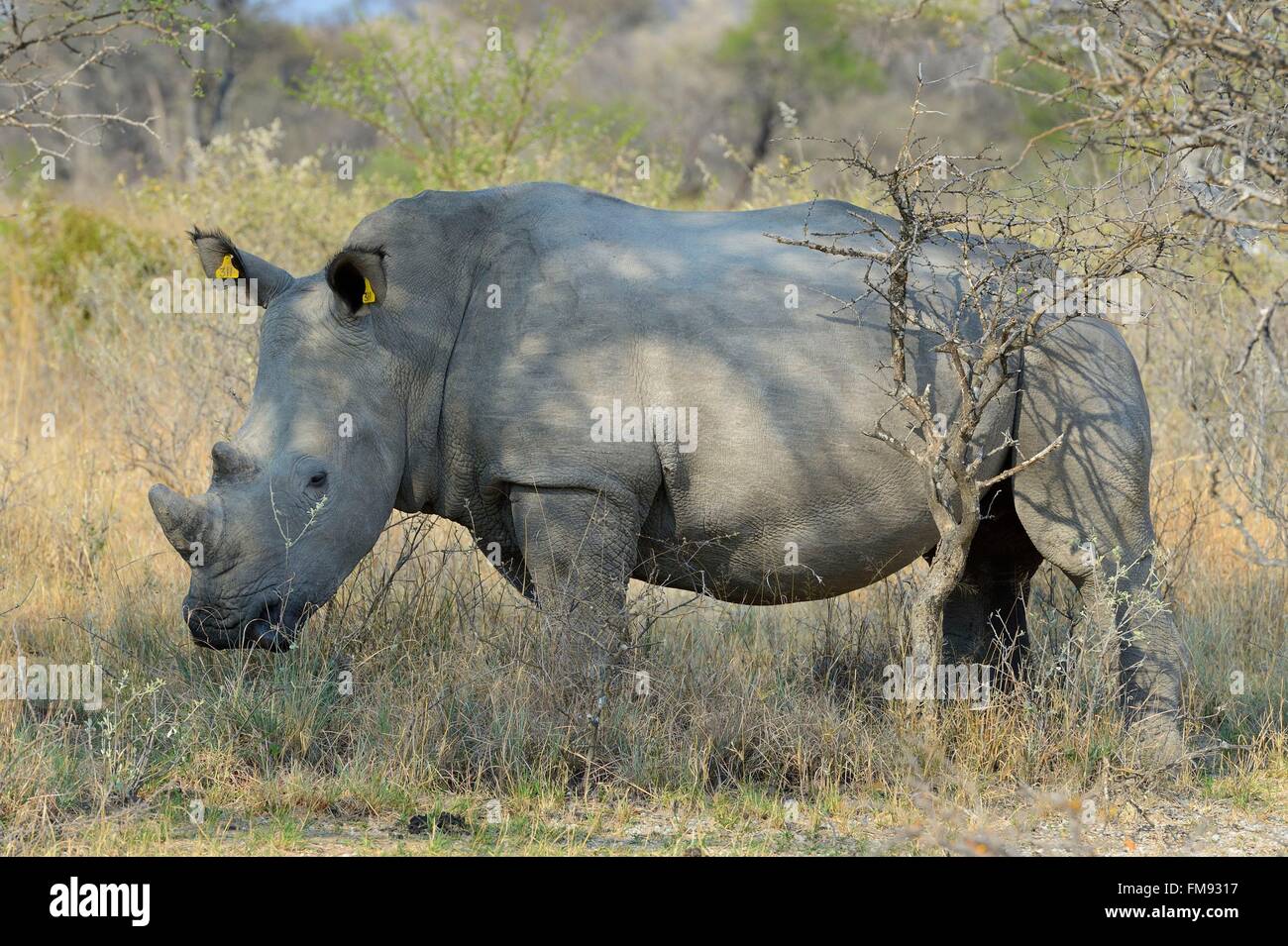 Zimbabwe, Matabeleland South Province, Matobo or Matopos Hills National Park, listed as World Heritage by UNESCO, White Rhinoceros (Ceratotherium simum), young adult of about 7 years Stock Photo