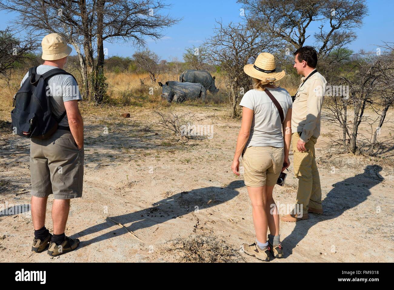 Zimbabwe, Matabeleland South Province, Matobo or Matopos Hills National Park, listed as World Heritage by UNESCO, walking safari in search of White Rhinoceros (Ceratotherium simum) Stock Photo