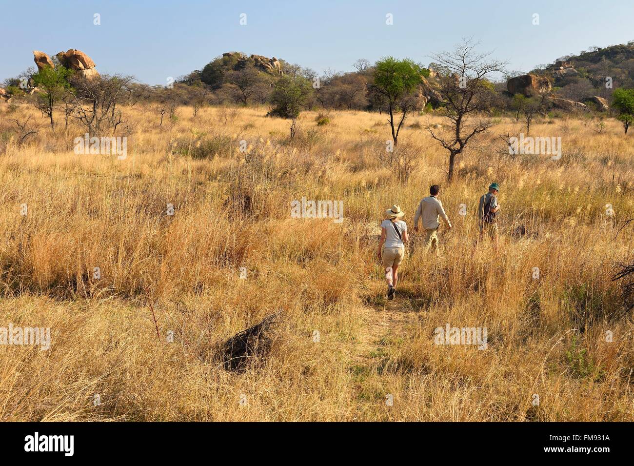 Zimbabwe, Matabeleland South Province, Matobo or Matopos Hills National Park, listed as World Heritage by UNESCO, walking safari in search of White Rhinoceros (Ceratotherium simum) Stock Photo