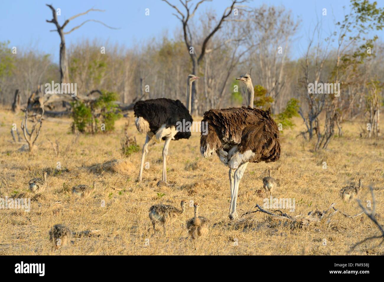 Zimbabwe, Matabeleland North Province, Hwange National Park, ostrich (Struthio camelus) couple, the male with black plumage and the female brown plumage Stock Photo