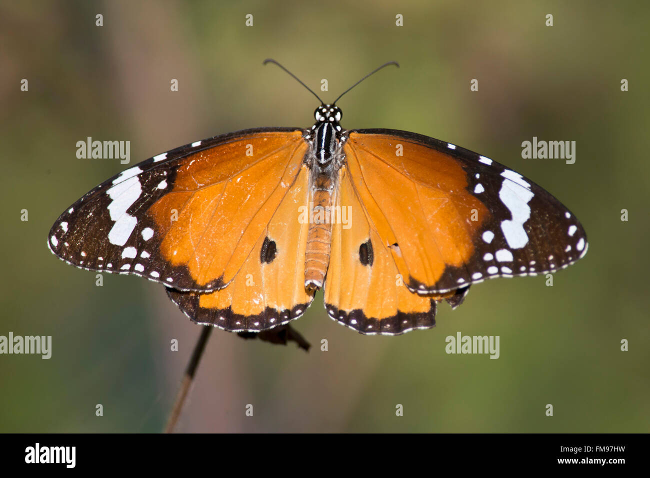 Orange butterfly on a leaf in Kanha National Park, India. Stock Photo