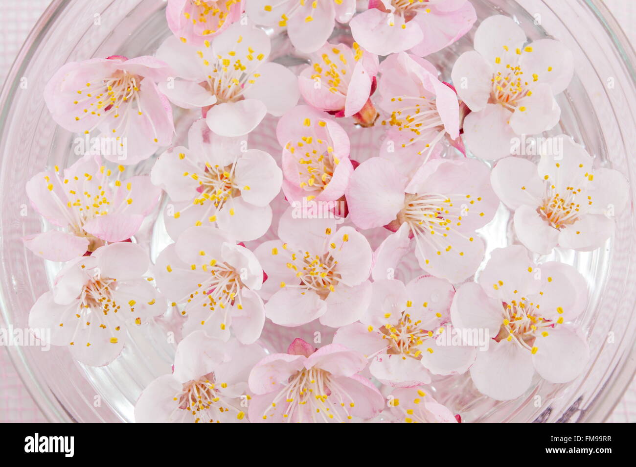 Cherry blossom flowers in a bowl of water Stock Photo
