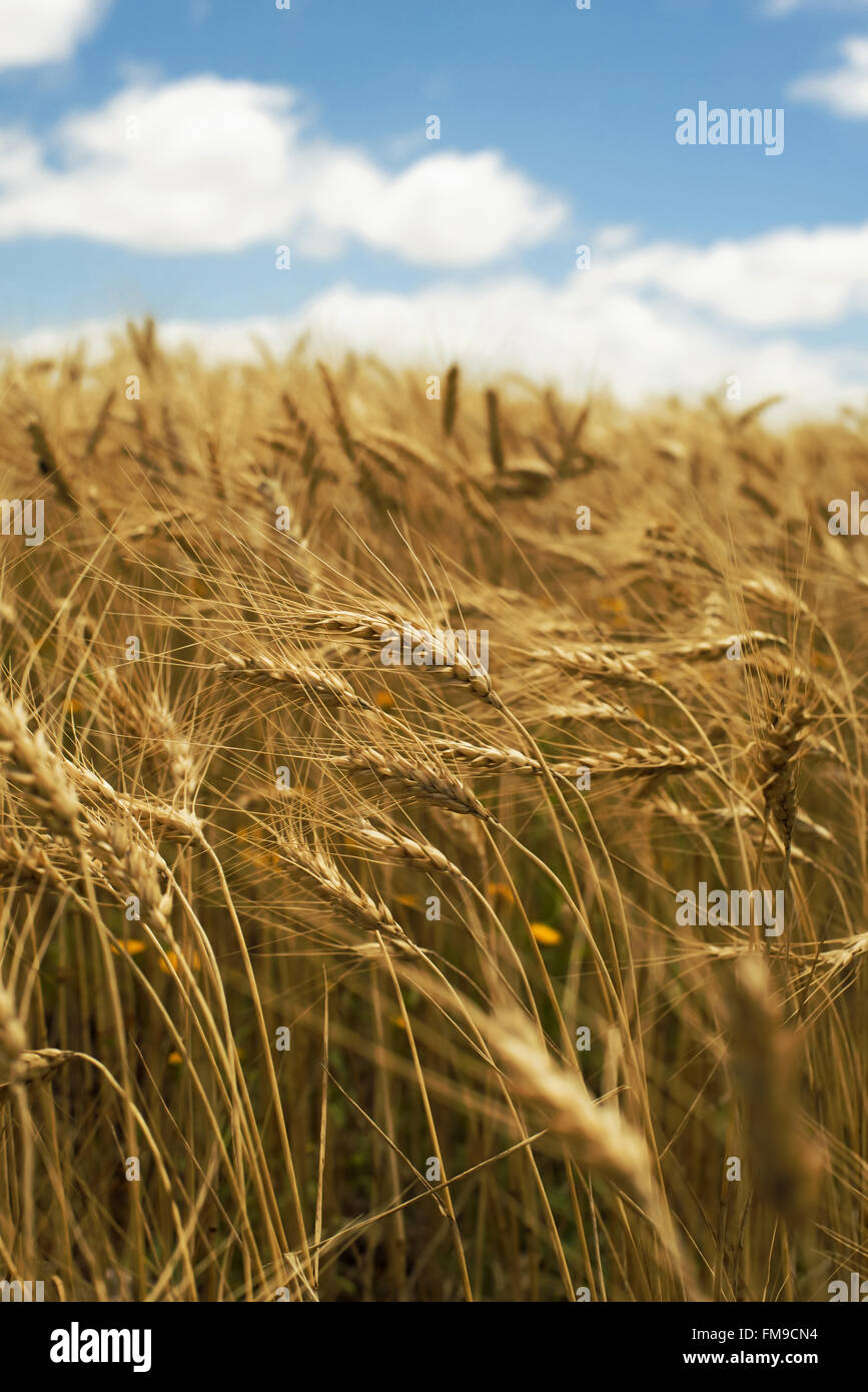 Landscape environment concept, breeze on wheat field close up. Sunny day with blue cloudy sky. Stock Photo