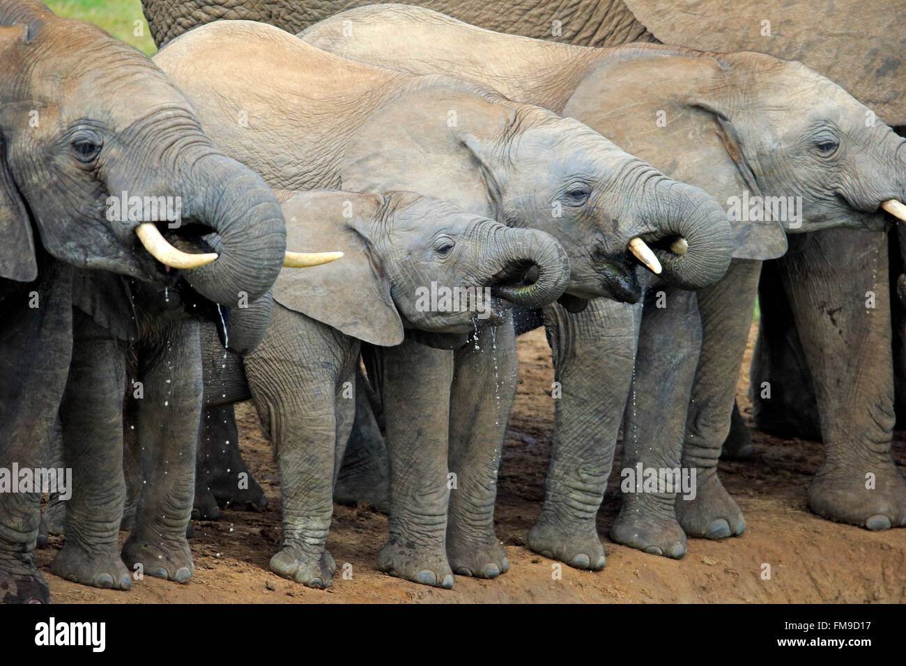 African Elephant, herd at waterhole, Addo Elephant Nationalpark, Eastern Cape, South Africa, Africa / (Loxodonta africana) Stock Photo