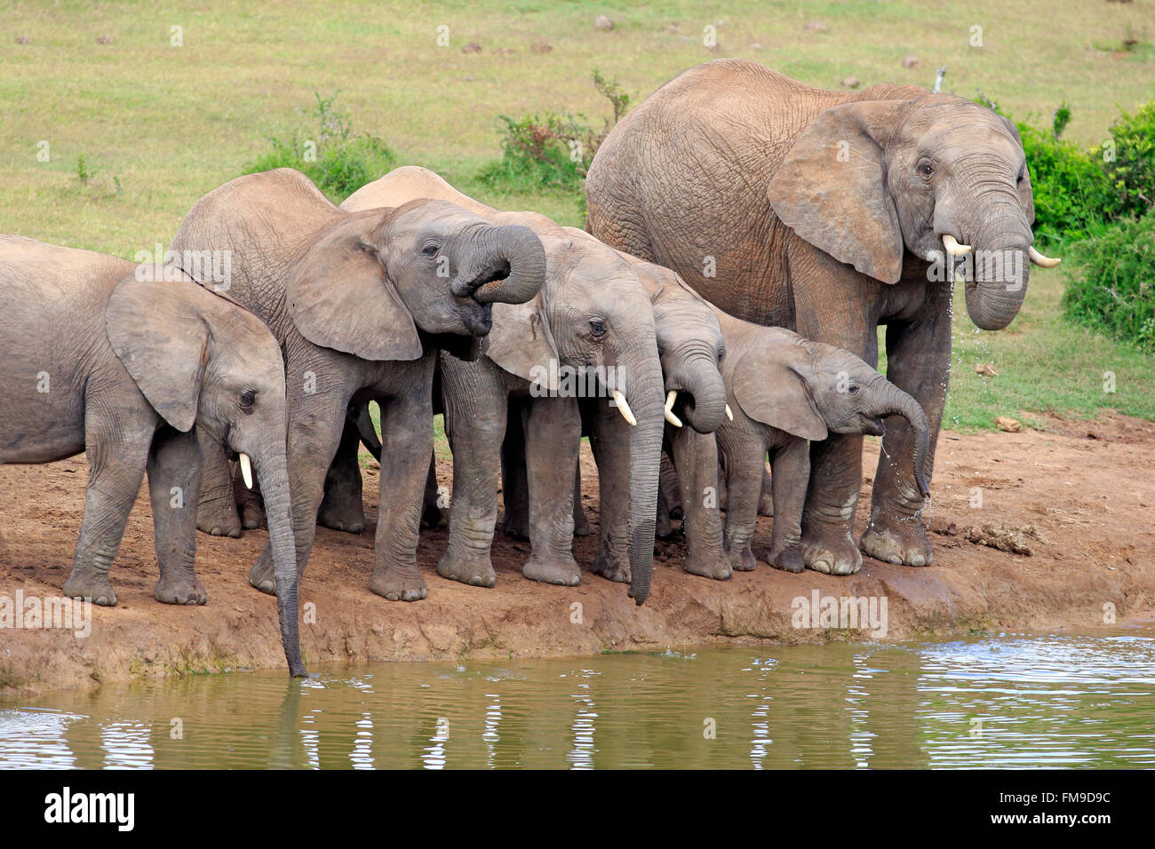 African Elephant, herd at waterhole, Addo Elephant Nationalpark, Eastern Cape, South Africa, Africa / (Loxodonta africana) Stock Photo