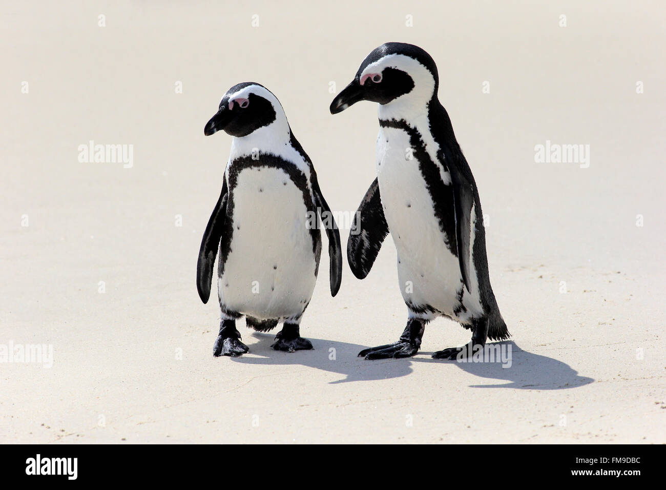 Jackass Penguin, couple at beach, Boulders, Simon's Town, Western Cape, South Africa, Africa / (Spheniscus demersus) Stock Photo