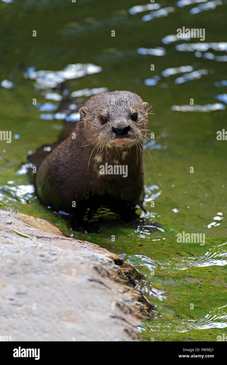 Spotted Necked Otter, Eastern Cape, South Africa, Africa / (Lutra