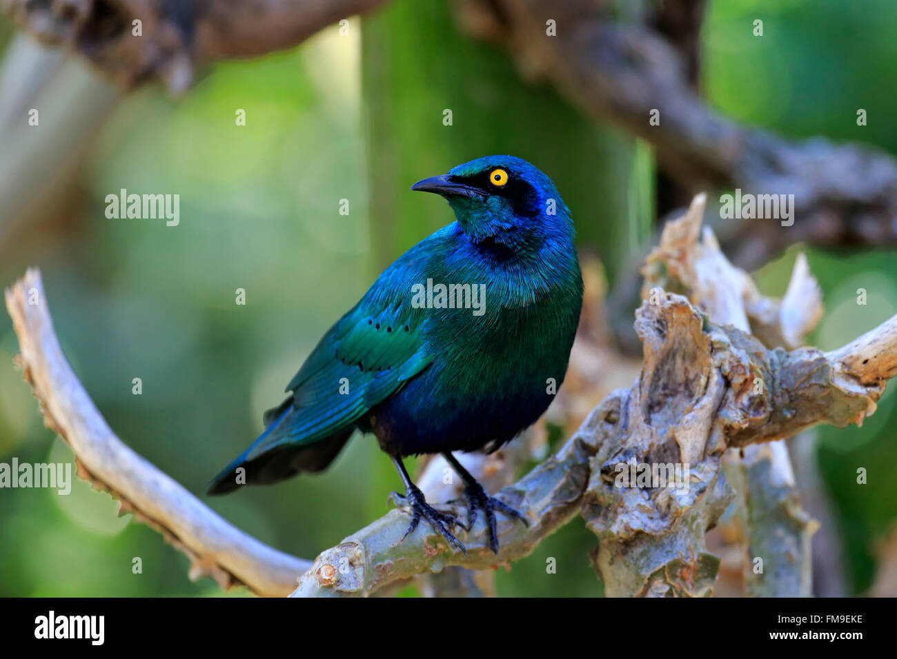 Greater Blue Eared Glossy Starling, Kruger Nationalpark, South Africa, Africa / (Lamprotornis chalybaeus) Stock Photo