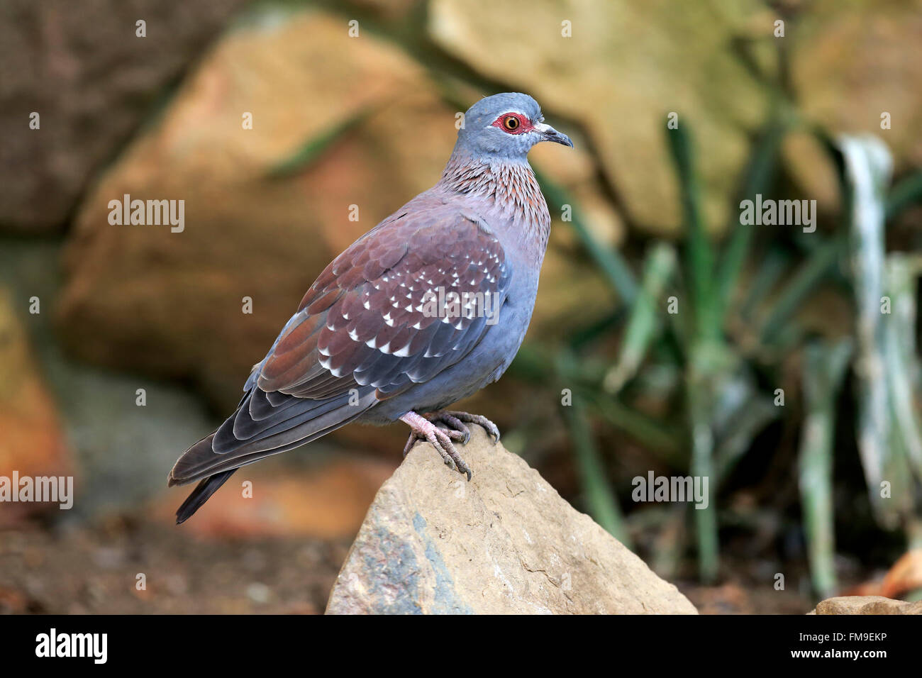 Rock Pigeon, Speckled pigeon, adult on rock, Simonstown, Western Cape, South Africa, Africa / (Columba guinea) Stock Photo
