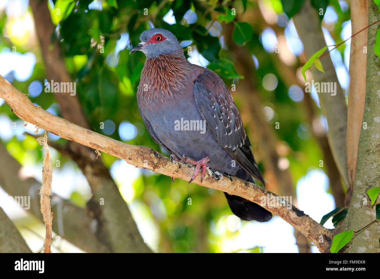 Rock Pigeon, Speckled pigeon, Simonstown, Western Cape, South Africa, Africa / (Columba guinea) Stock Photo