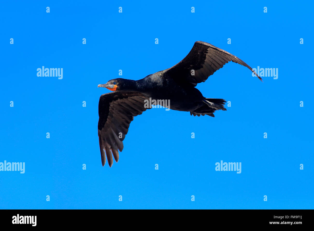 Cape Cormorant, Cape shag, Betty's Bay, Western Cape, South Africa, Africa / (Phalacrocorax capensis) Stock Photo