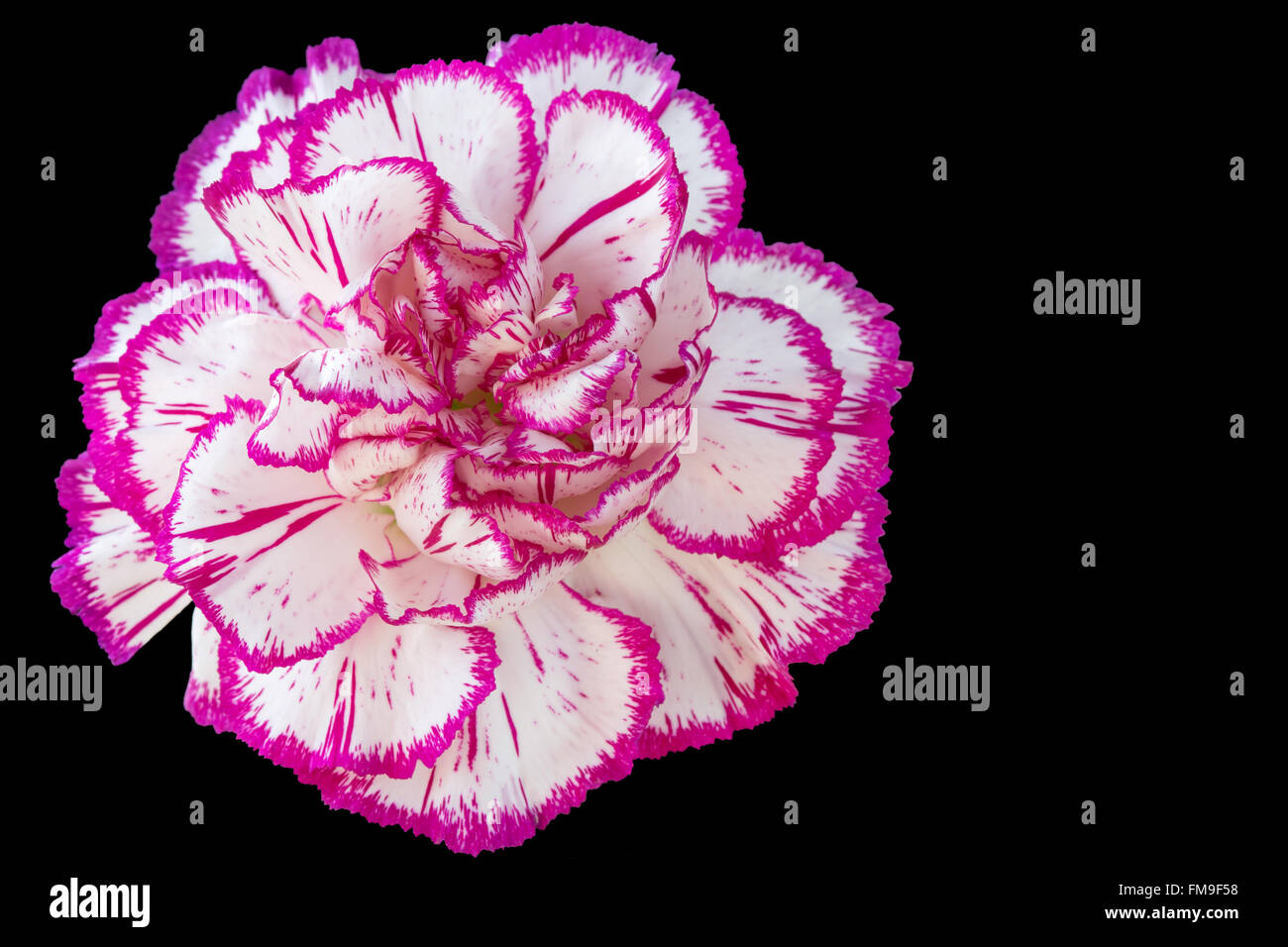 White and pink carnation on black Stock Photo - Alamy