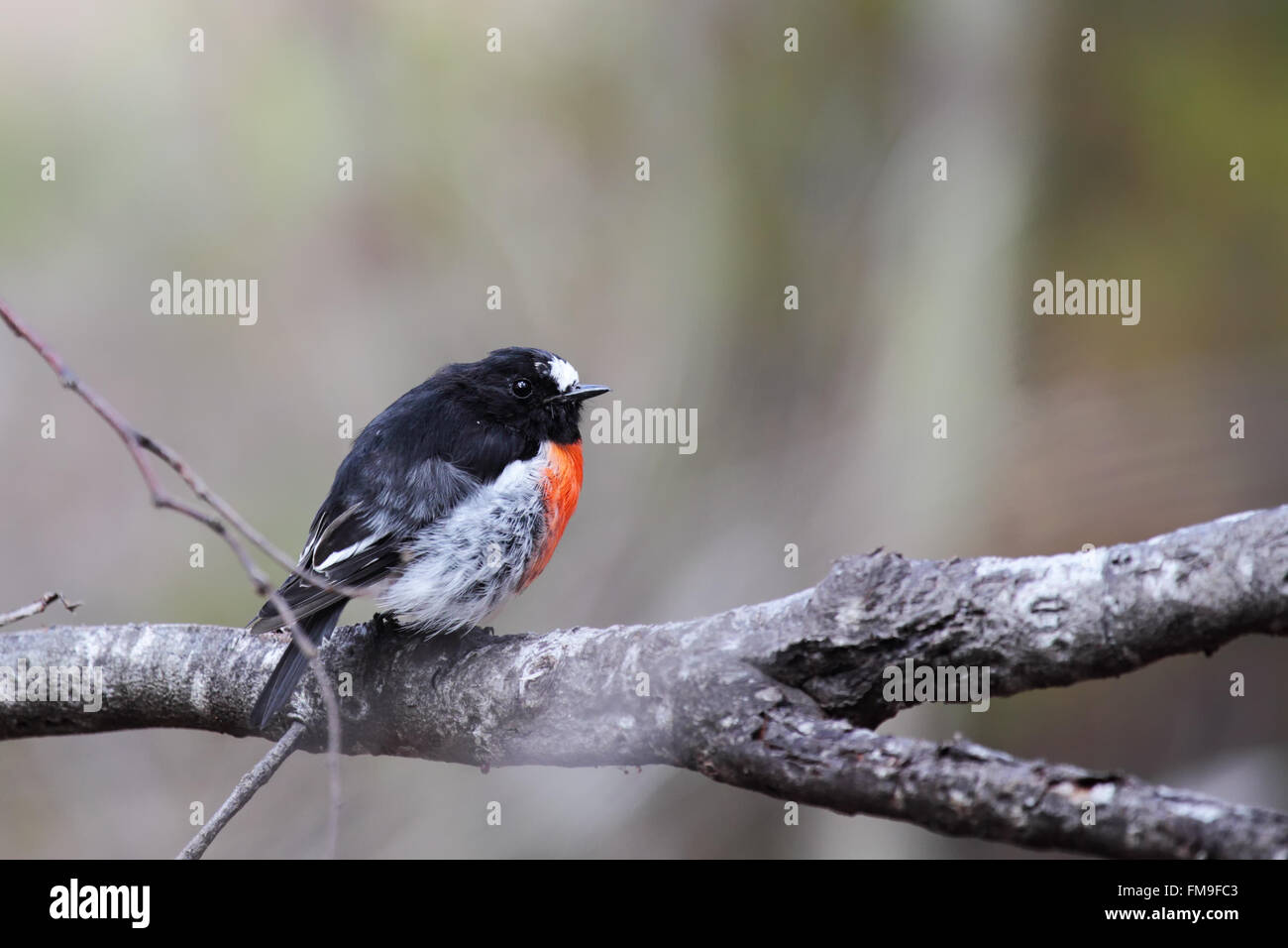 Scarlet Robin (Petroica boodang) sitting on a branch in the Flinders Chase National Park on Kangaroo Island, South Australia, Au Stock Photo