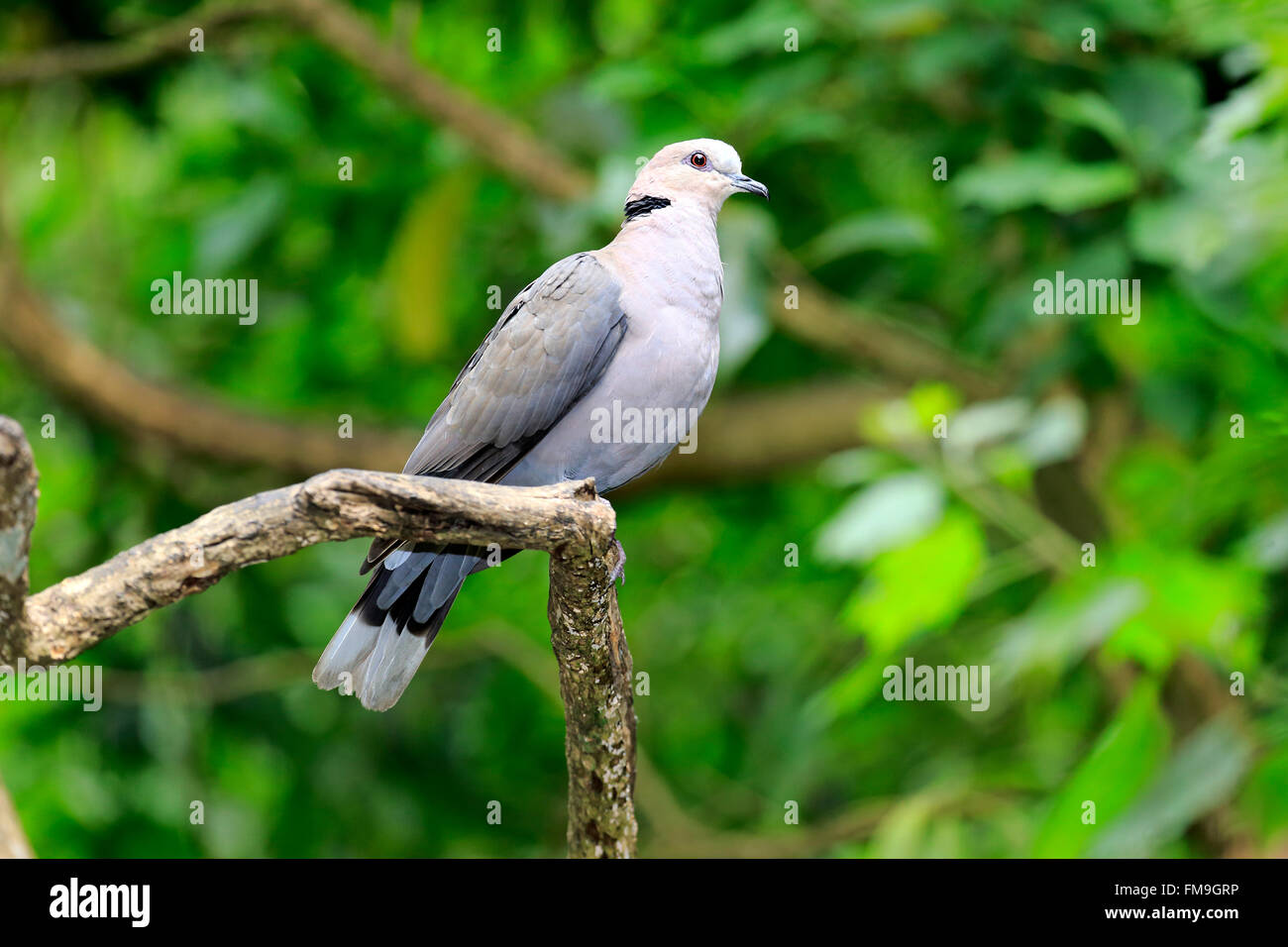African collared dove, North Africa, Africa / (Streptopelia roseogrisea) Stock Photo
