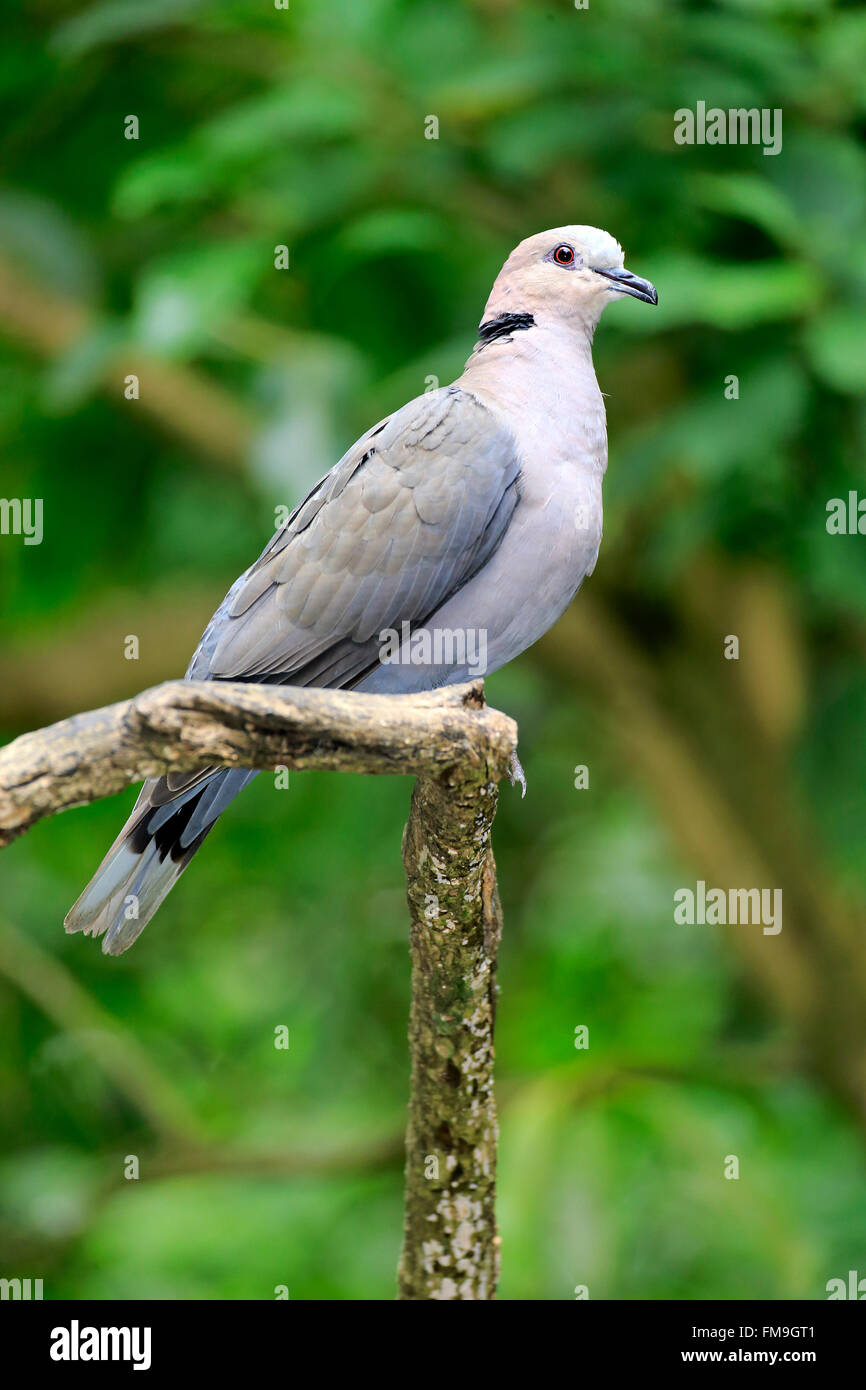 African collared dove, North Africa, Africa / (Streptopelia roseogrisea) Stock Photo