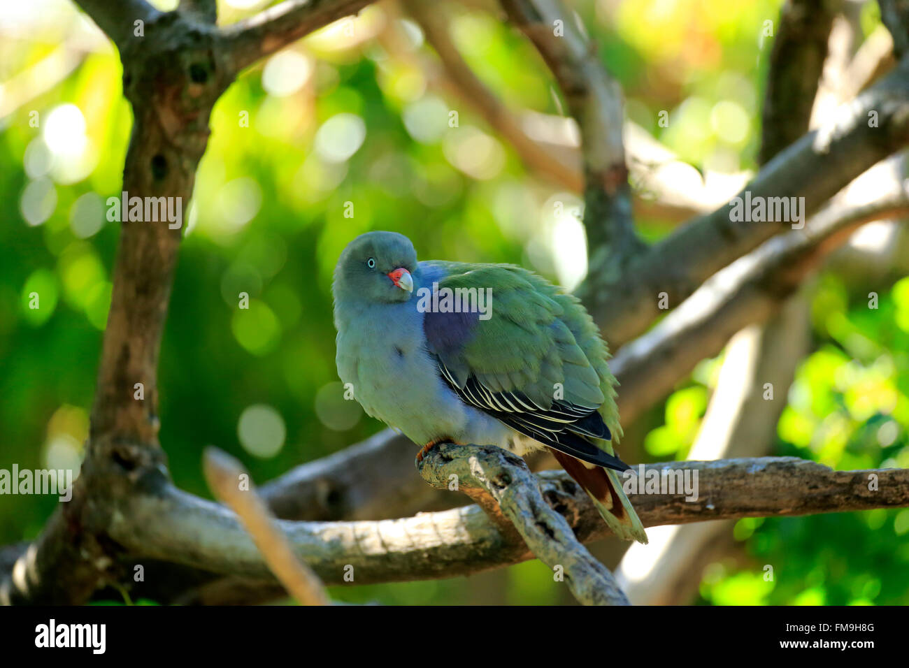 Green Fruit-Pigeon, African green pigeon, Africa / (Treron calva) Stock Photo