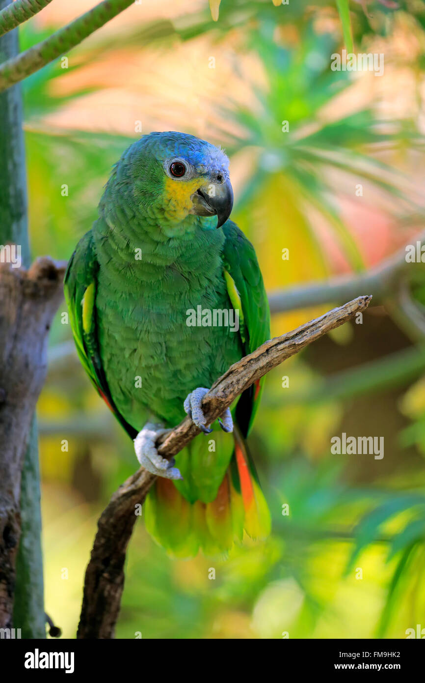 OrangeWinged Amazon, Orangewinged Parrot, South America / (Amazona