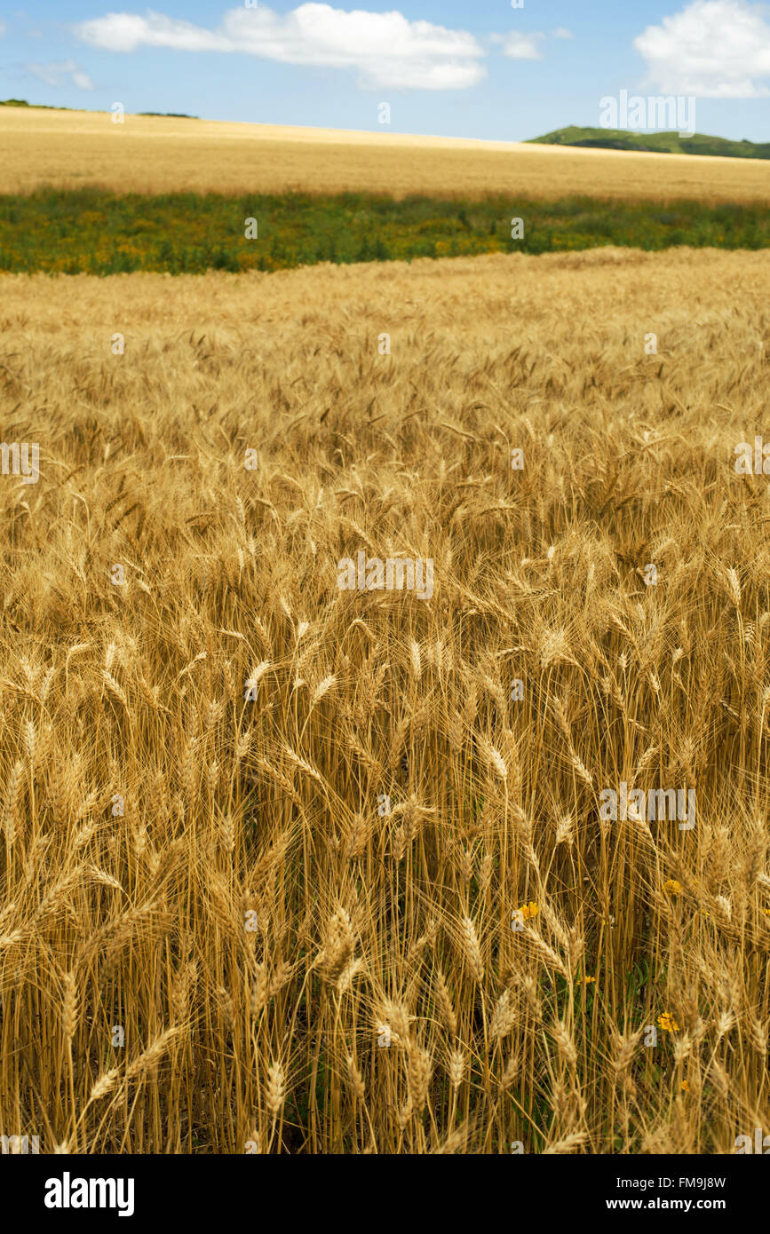 Gold wheat grass fields on sunny day with blue sky, countryside ...