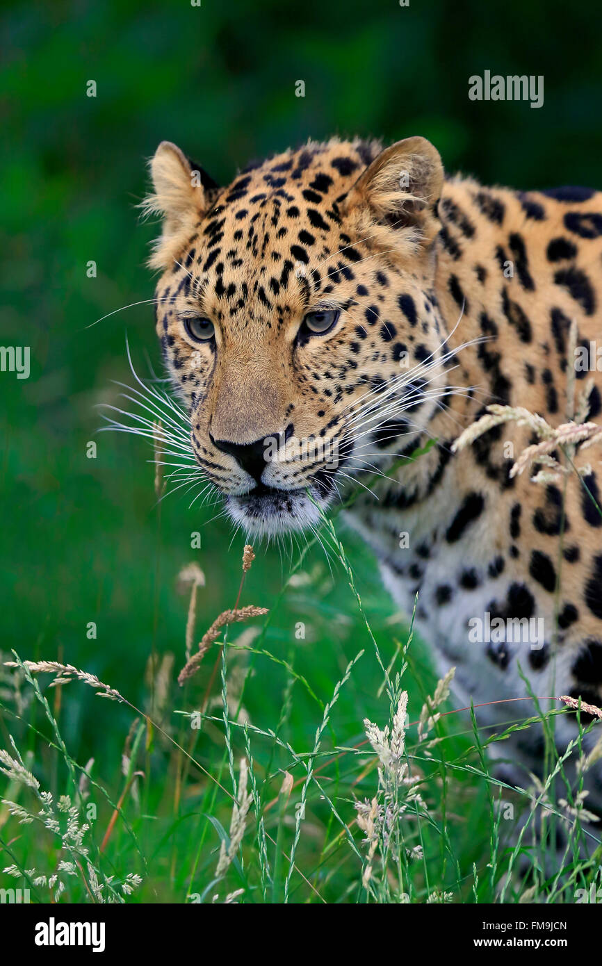 Amur leopard, Asia / (Panthera pardus orientalis Stock Photo - Alamy