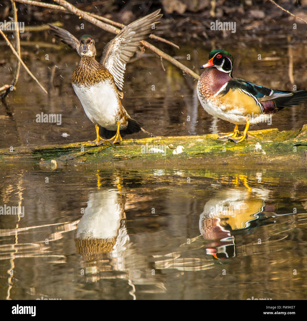 Immature wood ducks hires stock photography and images Alamy