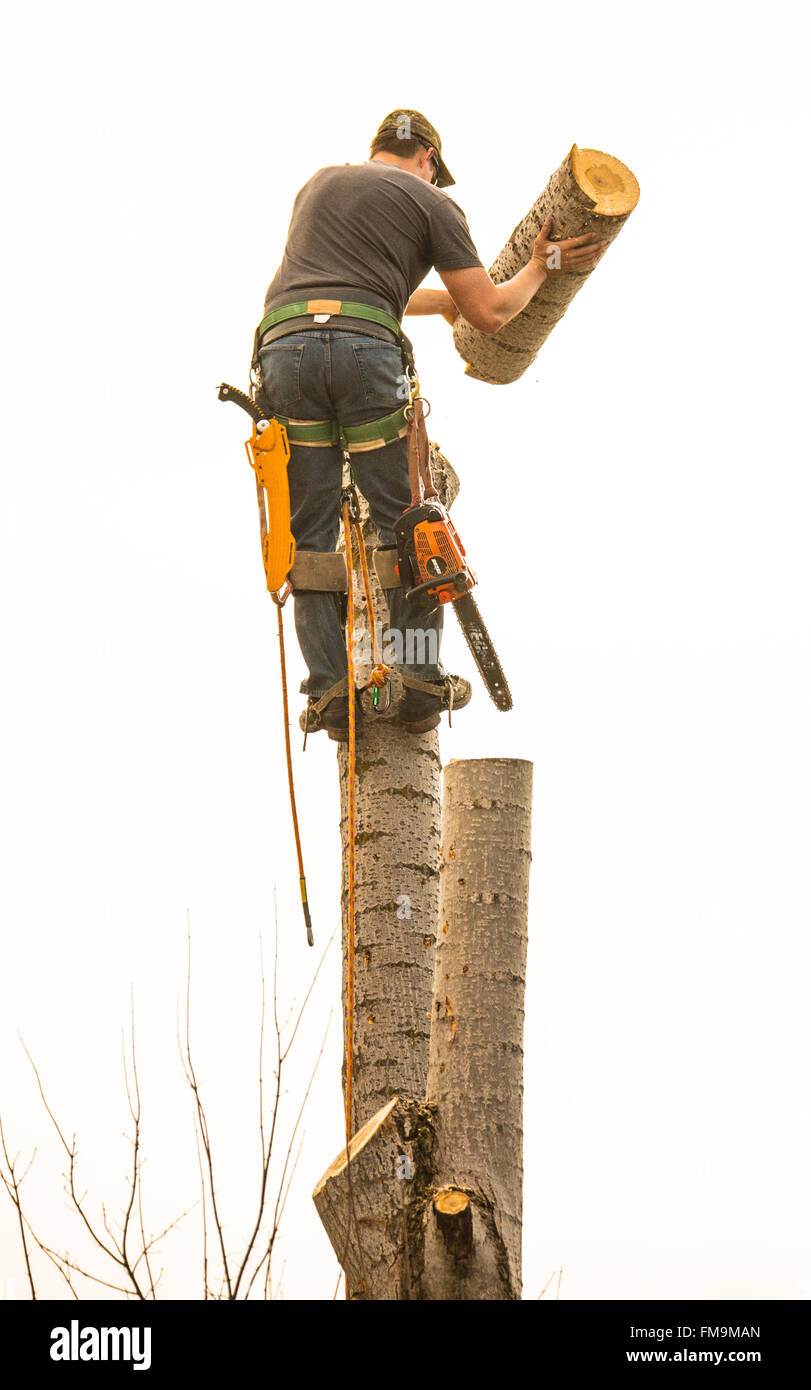 Tree Trimmer with chain saw sawing cottonwood tree in outdoors. USA Stock Photo