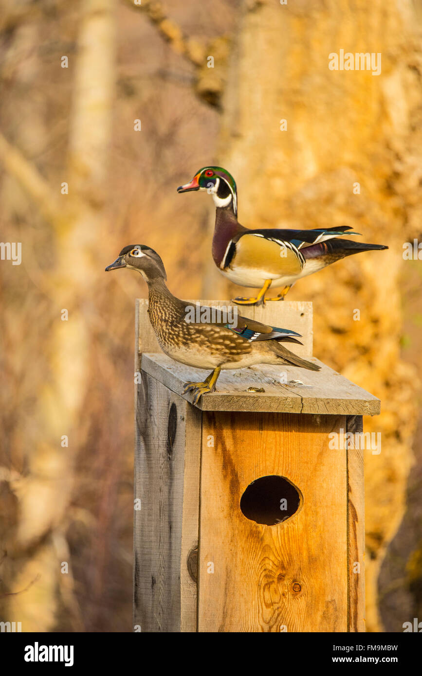 Wildlife, Male & Female Wood Ducks perched on a Wood Duck Nest Box, USA Stock Photo