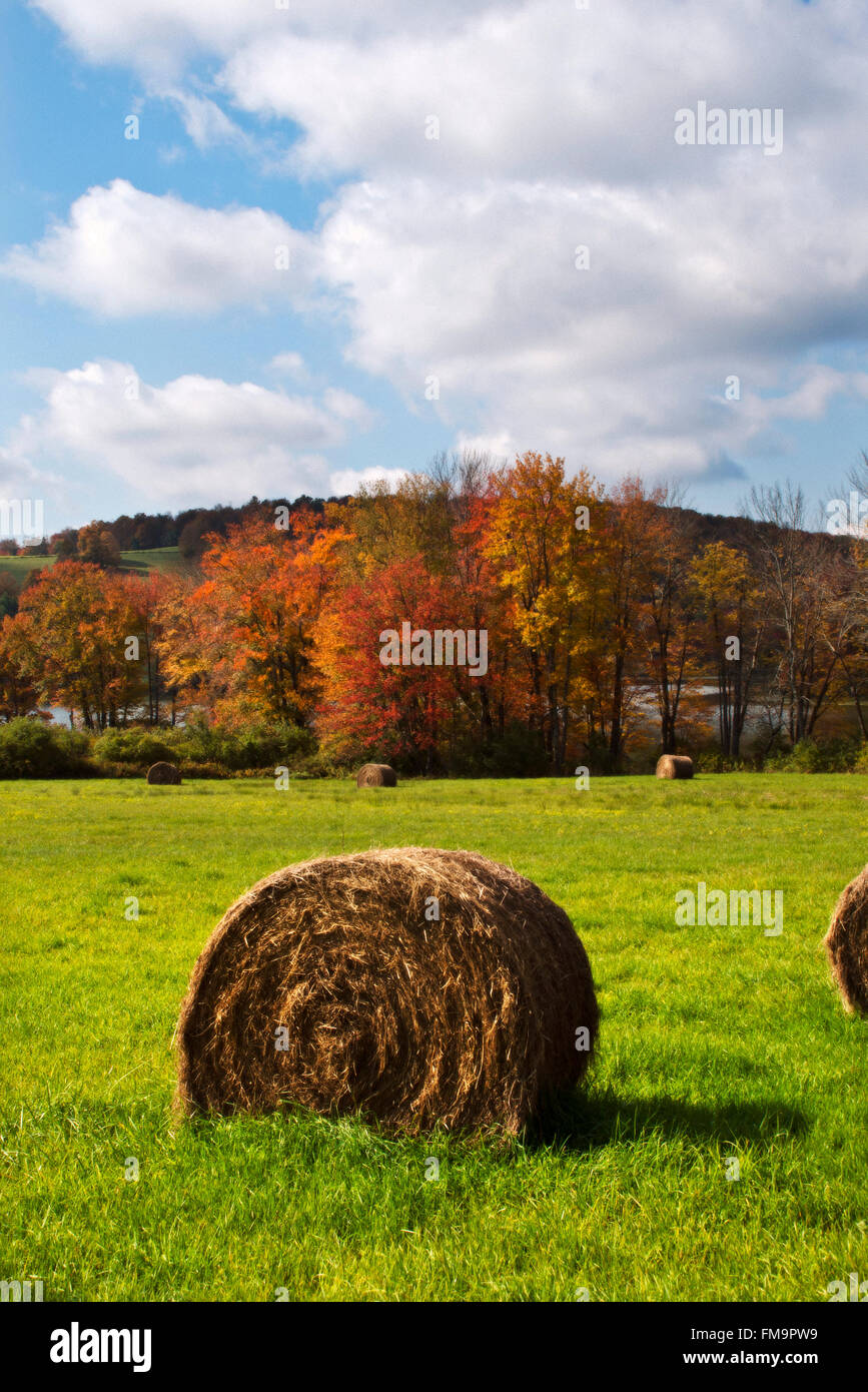 Country Field Photography