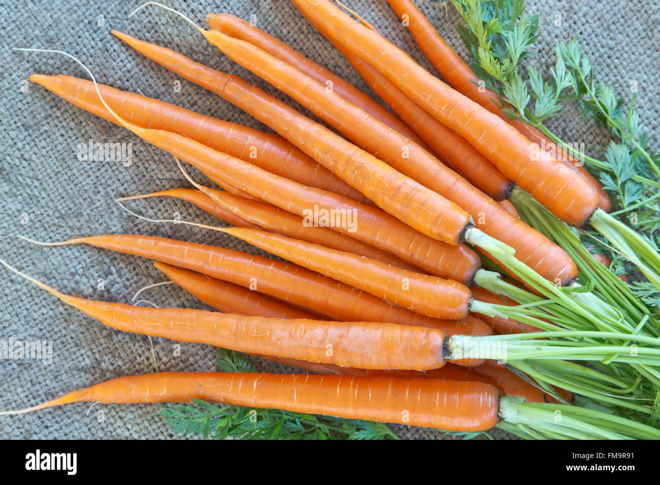 Freshly harvested carrots  'Daucus carota'. Stock Photo